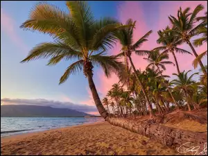 Wyspa Maui, Wybrzeże, Plaża, Hawaje, Zachód słońca, Palmy, Morze
