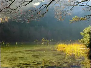 Rozświetlona trawa i zamglony las nad górskim jeziorem