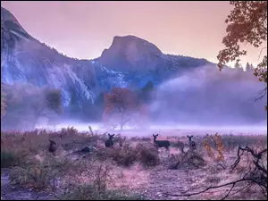 Mgła, Stany Zjednoczone, Góry, Drzewa, Kalifornia, Jesień, Sarny, Park Narodowy Yosemite