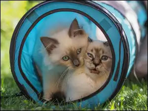 Dwa koty w niebieskim tunelu