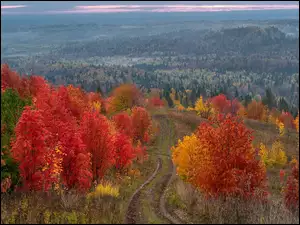 Lasy, Jesień, Drzewa, Kolorowe, Droga