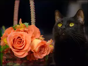 Żółtooki czarny kot obok róż w koszyku