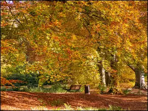 Ławka pod rozświetlonymi jesiennymi drzewami w park