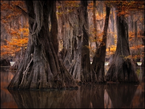 Cyprysy bagienne na mokradłach Luizjany jesienią