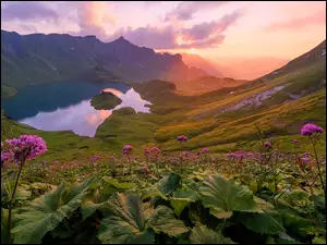 Bawaria, Góry, Kwiaty, Niemcy, Dolina, Jezioro Schrecksee, Alpy