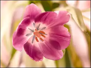 Rozkwitnięty, Kwiat, Tulipan