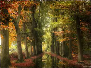 Las, Jesień, Kolorowe, Odbicie, Drzewa, Kałuża