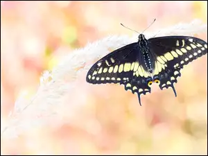 Motyl czarno żółty z rozwiniętymi skrzydełkami w locie