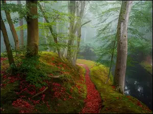 Rzeka, Las, Drzewa, Ścieżka, Jesień, Mgła