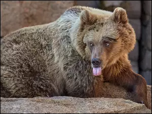 Niedźwiedź z wystawionym językiem na skałach