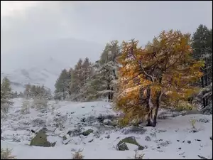 Pożółkłe modrzewie w śniegu w zamglonych górach