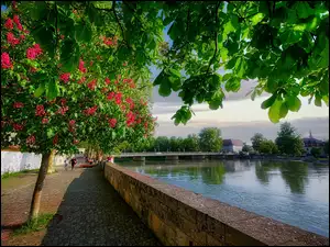 Kwitnący kasztanowiec na bulwarze nad rzeką