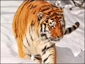 Tygrys w zaspach