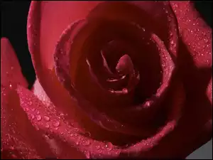 Zbliżenie, Purpurowa, Różą