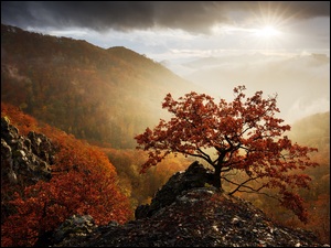 Las, Drzewa, Chmury, Góry, Mgła, Promienie słońca, Jesień