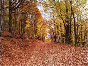 Opadłe liście naleśnejna drodze w lesie