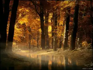 Drzewa, Strumień, Jesień, Las