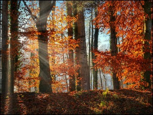 Słoneczny blask w jesiennych drzewach nad jeziorze