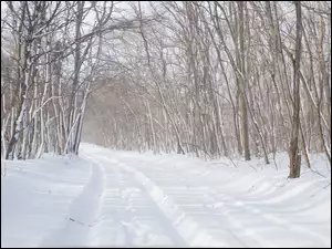 Drzewa wzdłuż zasypanej śniegiem drodze