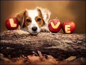 Pies z mordką na konarze i jabłka z napisem Love