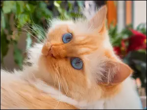 Spojrzenie kota niebieskookiego