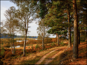 Jezioro, Jesień, Ścieżka, Drzewa