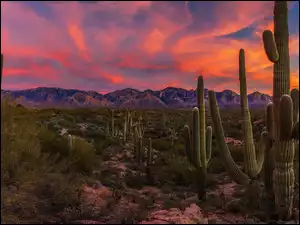 Góry, Kaktusy, Stany Zjednoczone, Zachód słońca, Arizona, Karnegie olbrzymie, Saguaro