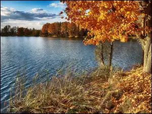 Jezioro, Jesień, Żółte, Trawa, Drzewa, Liście