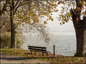 Ławka pod jesiennymi drzewami na brzegu zamglonegojeziora