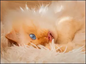 Rudawy niebieskooki kot z wystawionym języczkiem leżący na kocu