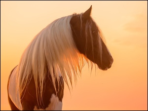 Łaciaty koń na tle zachodzącego słońca
