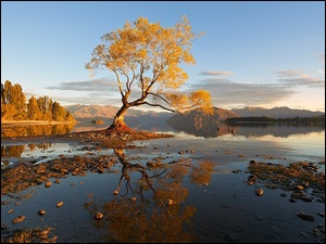 Góry, Nowa Zelandia, Drzewa, Jezioro Wanaka, Jesień