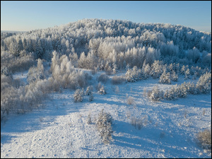 Drzewa i krzewy pokryte śniegiem