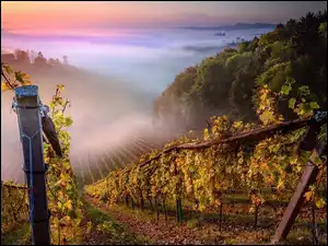 Ogrodzone winnice