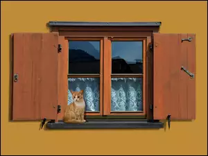 Kotek na parapecie przy oknie