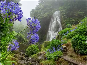 Niebieskie kwiaty na tle zamglonego wodospadu