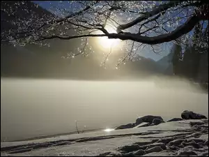 Gałęzie drzewa nad zamarzniętym jeziorem w blasku zamglonego słońca