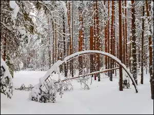 Połamane drzewa w lesie zimą