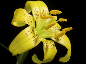 Żółta lilia z pręcikami na czarnym tle