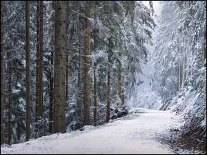 Droga zasypana śniegiem w lesie