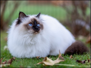 Zapatrzony niebieskooki kot birmański na trawie