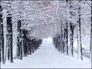 Ośnieżone, Zima, Śnieg, Ścieżka, Drzewa, Droga