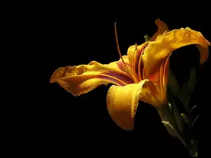 Kwiat pomarańczowej lilii na ciemnym tle