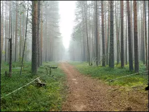 Ścieżka i wysokie drzewa w lesie