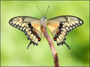 Makro, Motyl, Papilio thoas, Patyk