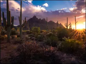 Kaktusy w parku narodowym Saguaro w Arizonie