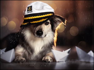 Pies w czapce marynarskiej