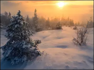 Trondheim, Zima, Zachód słońca, Norwegia, Krzewy, Drzewa, Śnieg