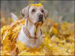 Labrador w żółtych liściach