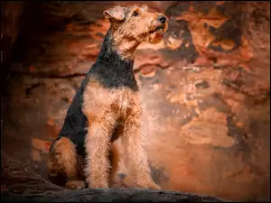 Pies airedale terrier na skale